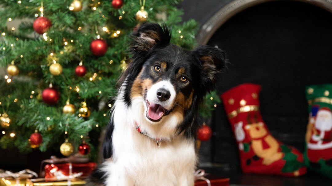 Canine christmas shop